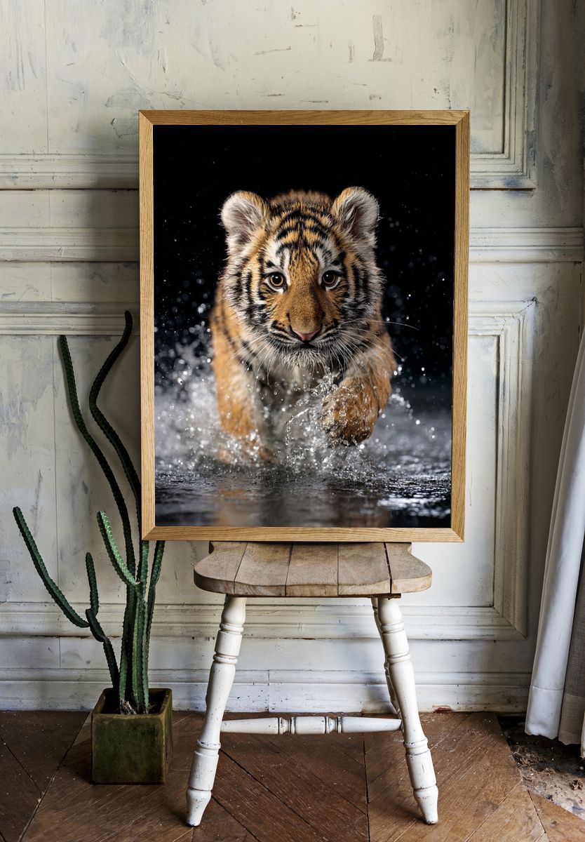 Tiger Cub Splash Photography Poster. — room view 1