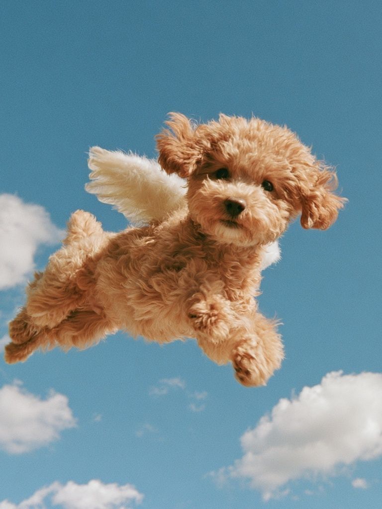 Flying Puppy Photography Poster. poster detail