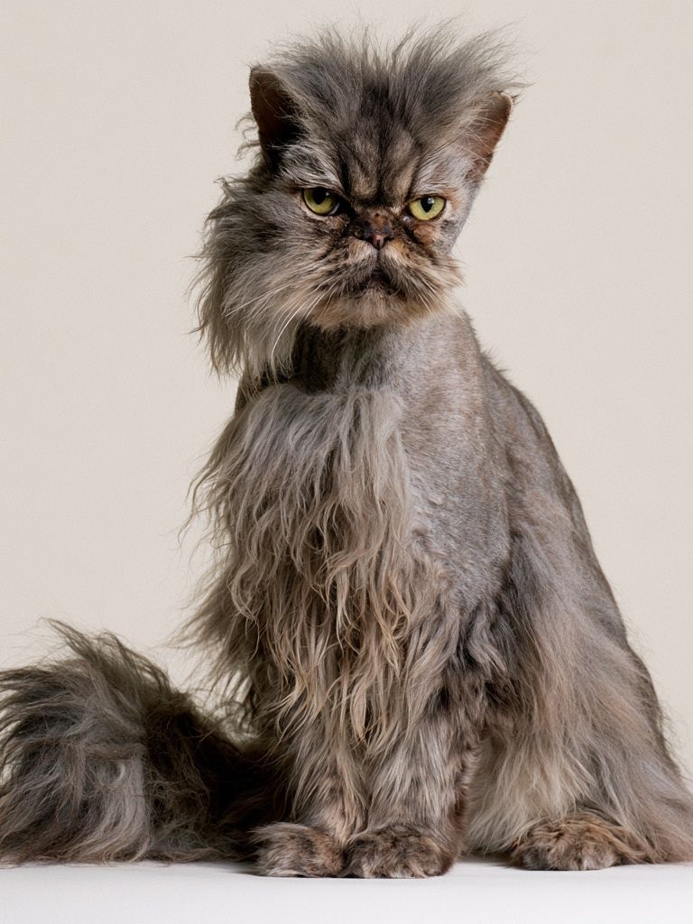 Persian Cat Portrait Poster. poster — animals art