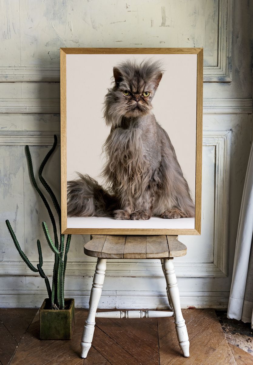 Persian Cat Portrait Poster. room preview