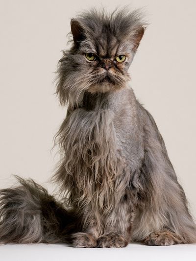 Persian Cat Portrait Poster.