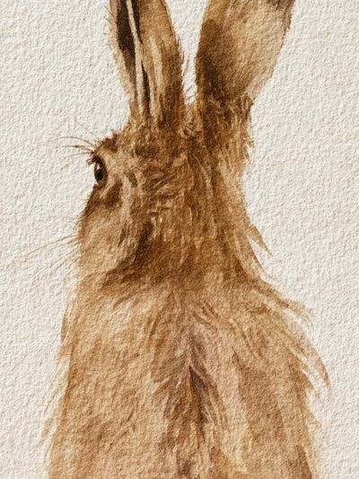 Brown Hare Watercolor Poster. poster