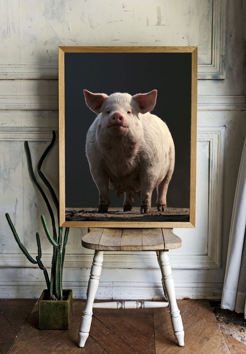 Pig Portrait Photography Poster. — room view 1