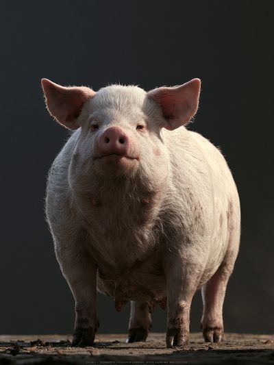 Pig Portrait Photography Poster. poster