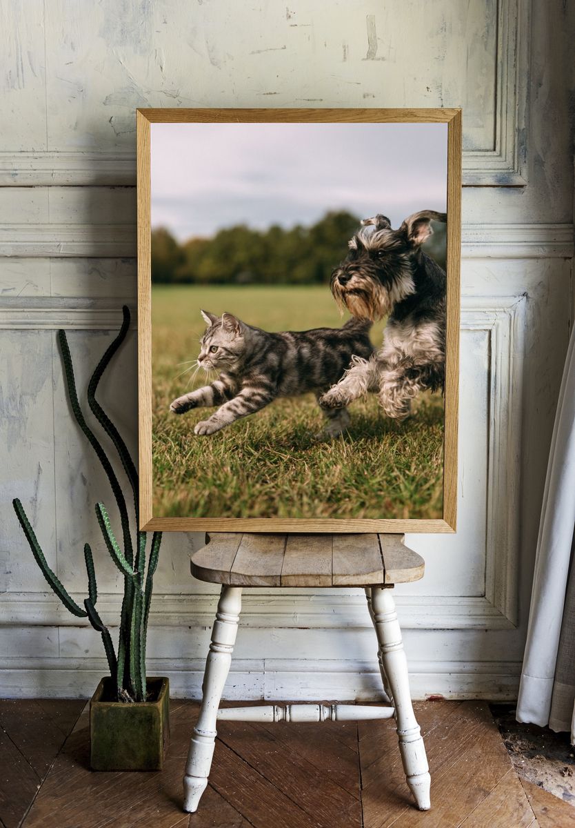 Cat and Dog Playful Photography Poster. room preview