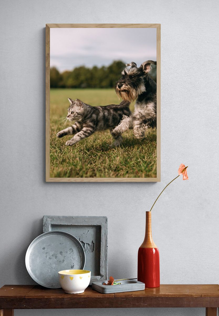Cat and Dog Playful Photography Poster. — room view 3