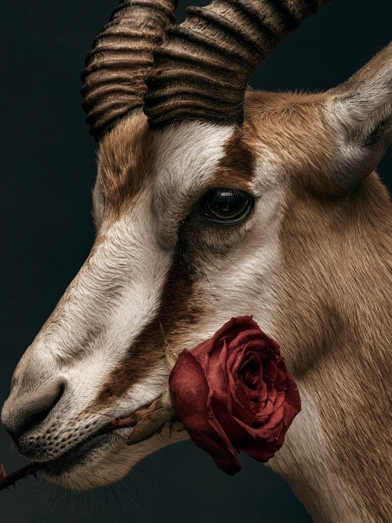 Antelope with Rose Photography Poster. poster — animals art