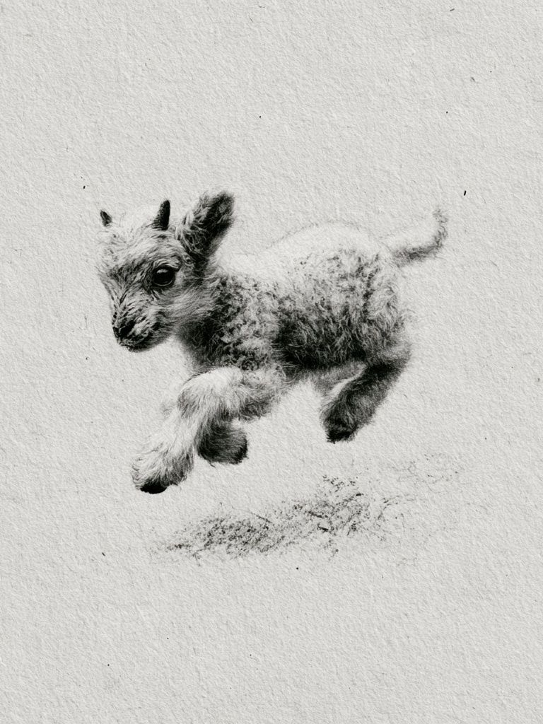 Baby Goat Sketch Poster. poster — animals art