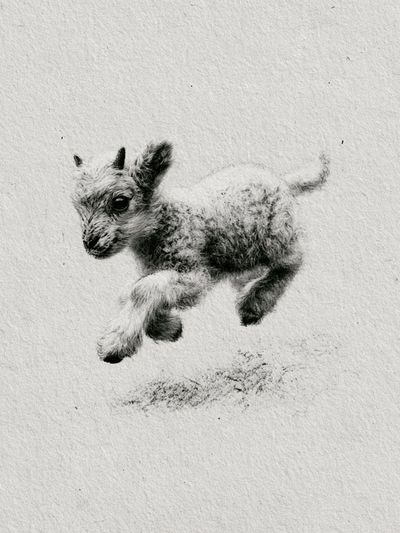 Baby Goat Sketch Poster. poster