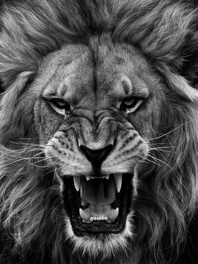 Roaring Lion Black-White Poster. poster