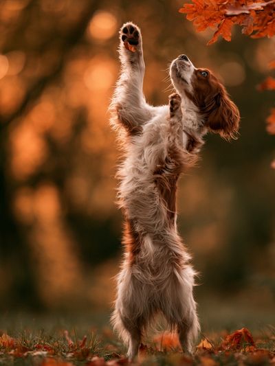 Autumn Spaniel Portrait Poster. poster