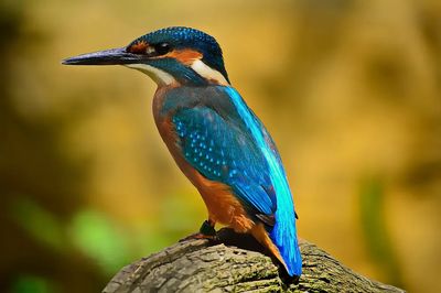 Kingfisher on Branch Wildlife Print. poster