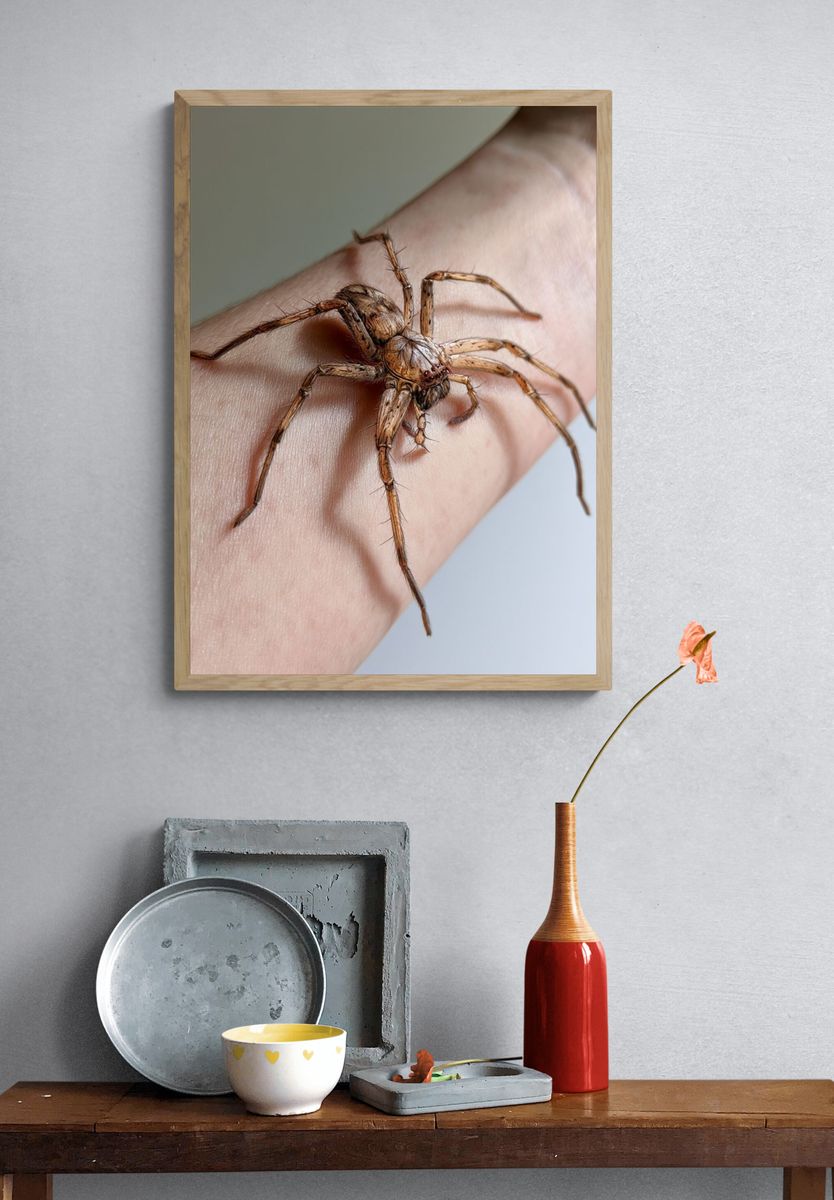 Spider on Hand Photography Poster. — room view 3