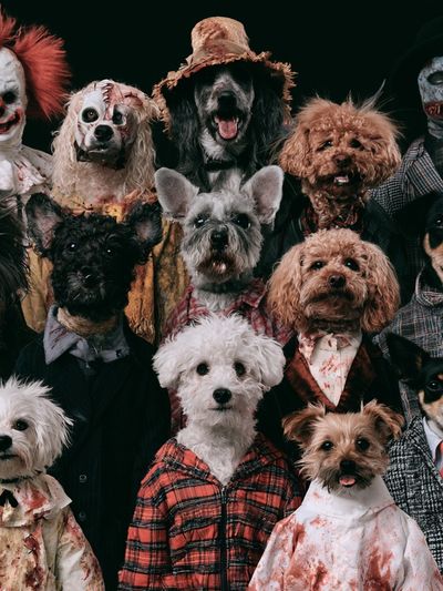 Halloween Dogs Portrait Poster. poster