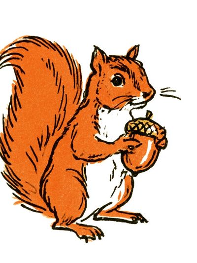 Red Squirrel with Acorn Illustration Poster.