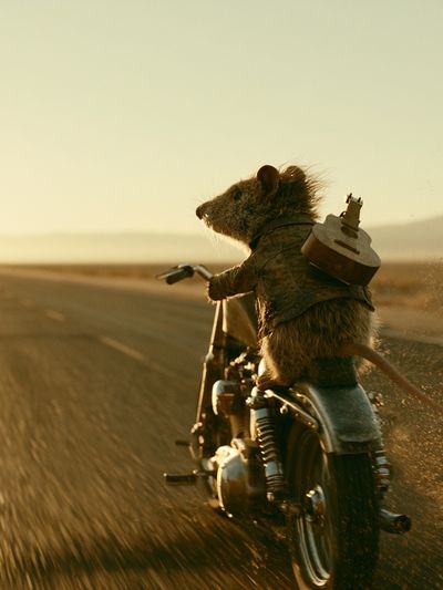 Motorbike Rat Adventure Print. poster