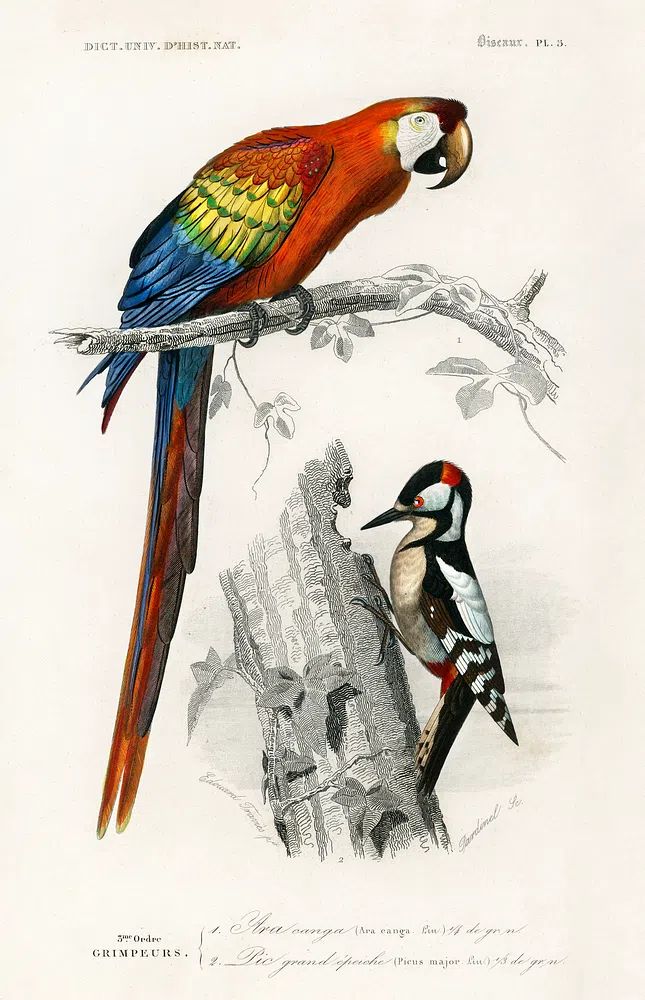 Different types birds illustrated Charles. poster detail