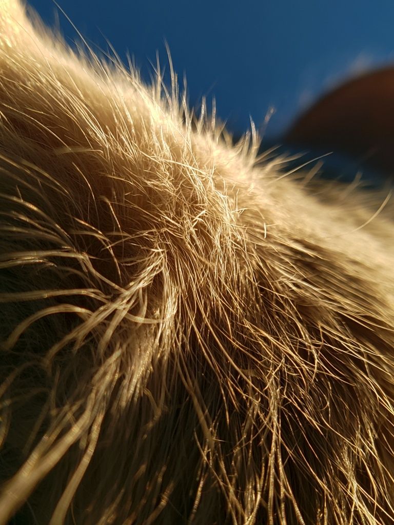 Golden Cat Fur Close-Up Poster. poster — animals art