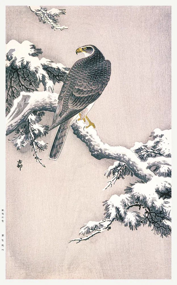 Goshawk Snow-covered Pine Bough Ohara. poster detail