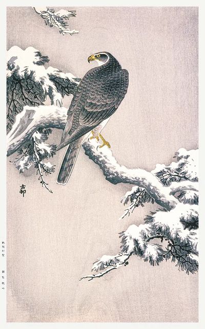 Goshawk Snow-covered Pine Bough Ohara. poster