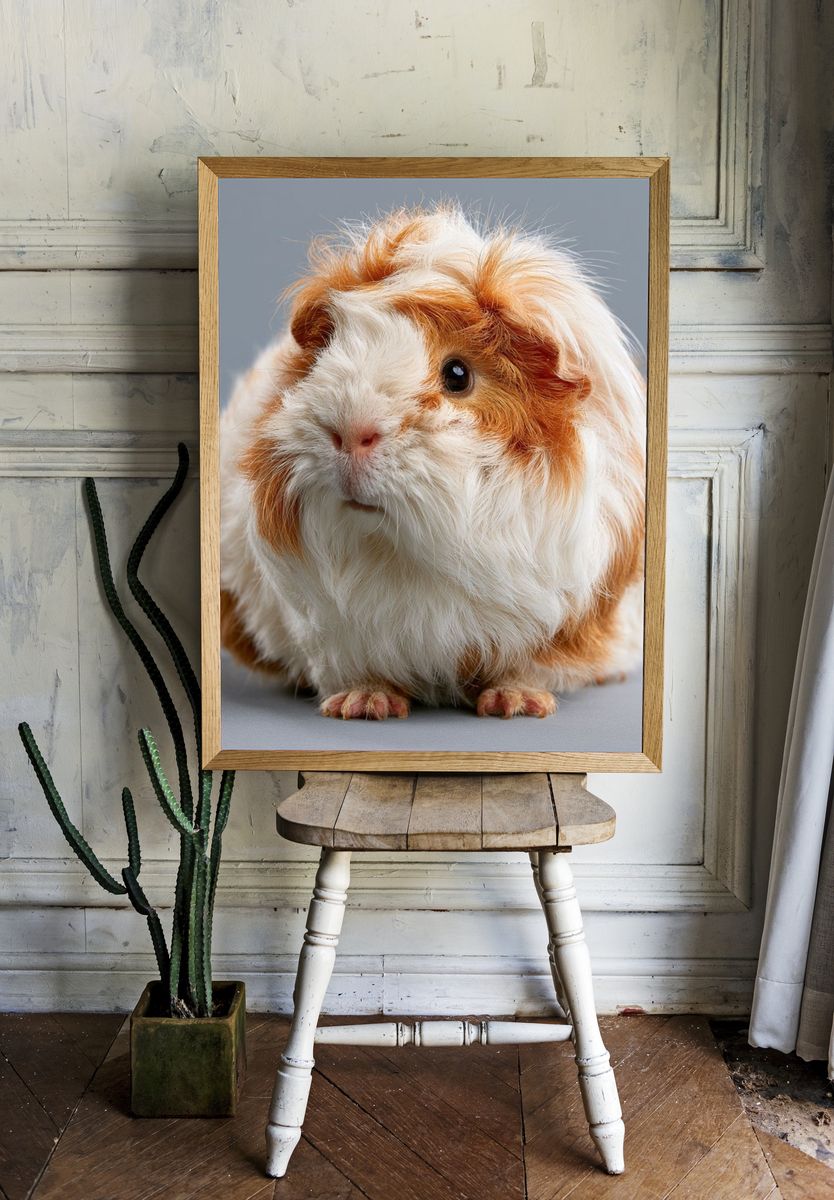 Fluffy Guinea Pig Portrait Poster. — room view 1