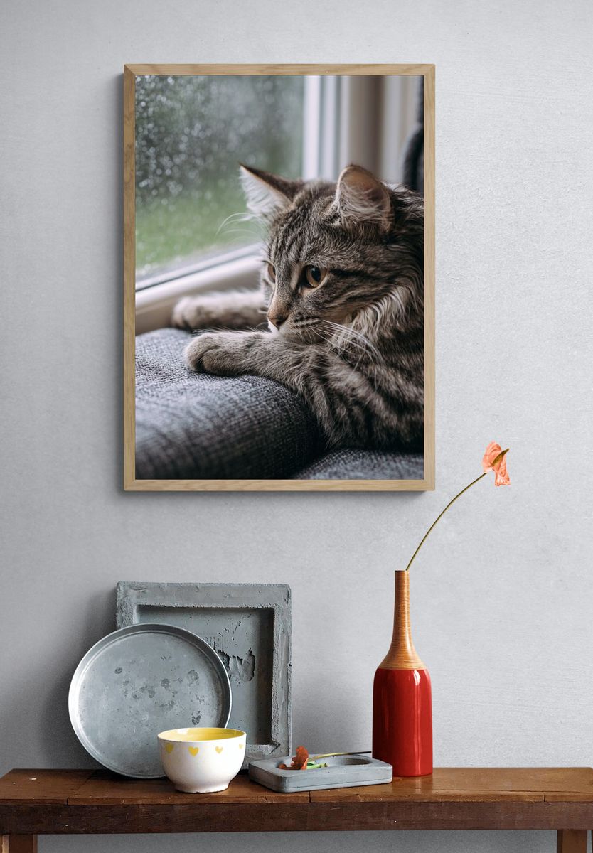 Tabby Cat by the Window Photography Poster. — room view 3