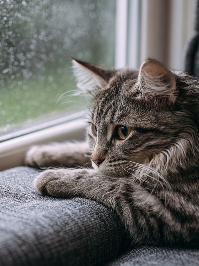 Tabby Cat by the Window Photography Poster. poster