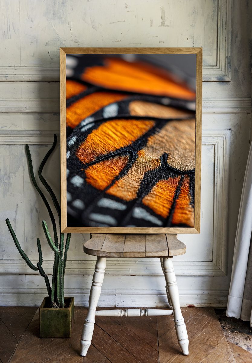 Monarch Butterfly Wing Macro Print room preview