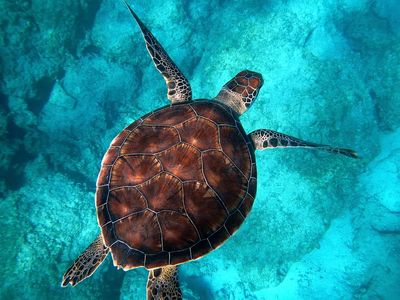 Big sea turtle swimming ocean. poster