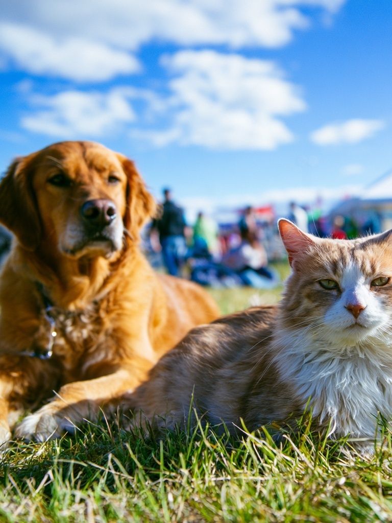 Dog and Cat Meadow Portrait Poster. poster detail