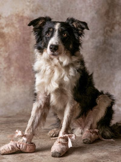 Ballet Dog Portrait Poster. poster