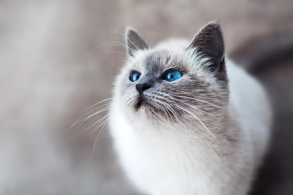 Close-up blue-eyed cat looking up. poster — animals art