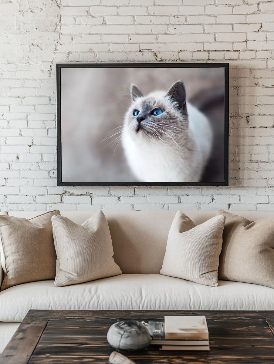 Close-up blue-eyed cat looking up. room preview