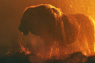 Lion in Golden Rain Poster. poster
