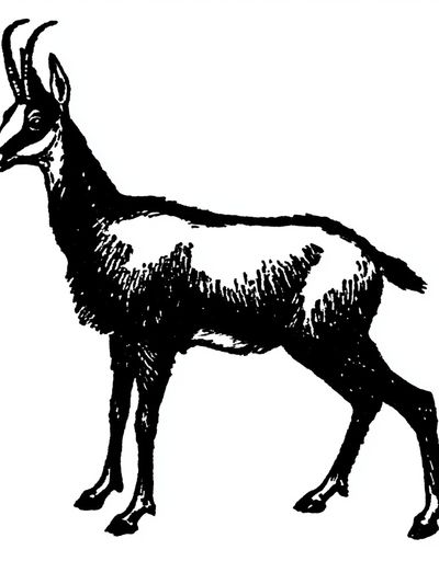 Antelope Ink Illustration Print. poster
