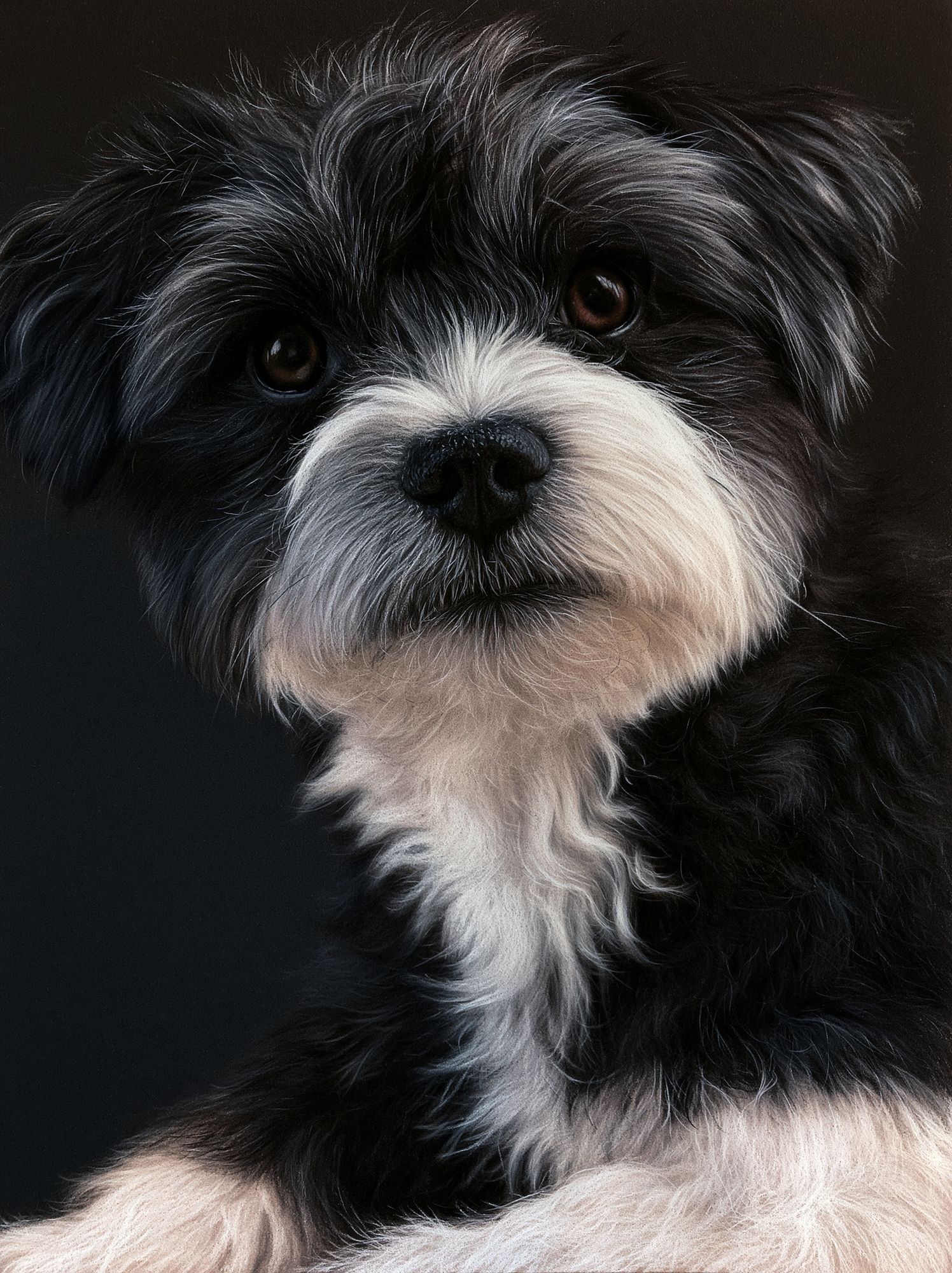 Shih Tzu Portrait Poster. poster — animals art