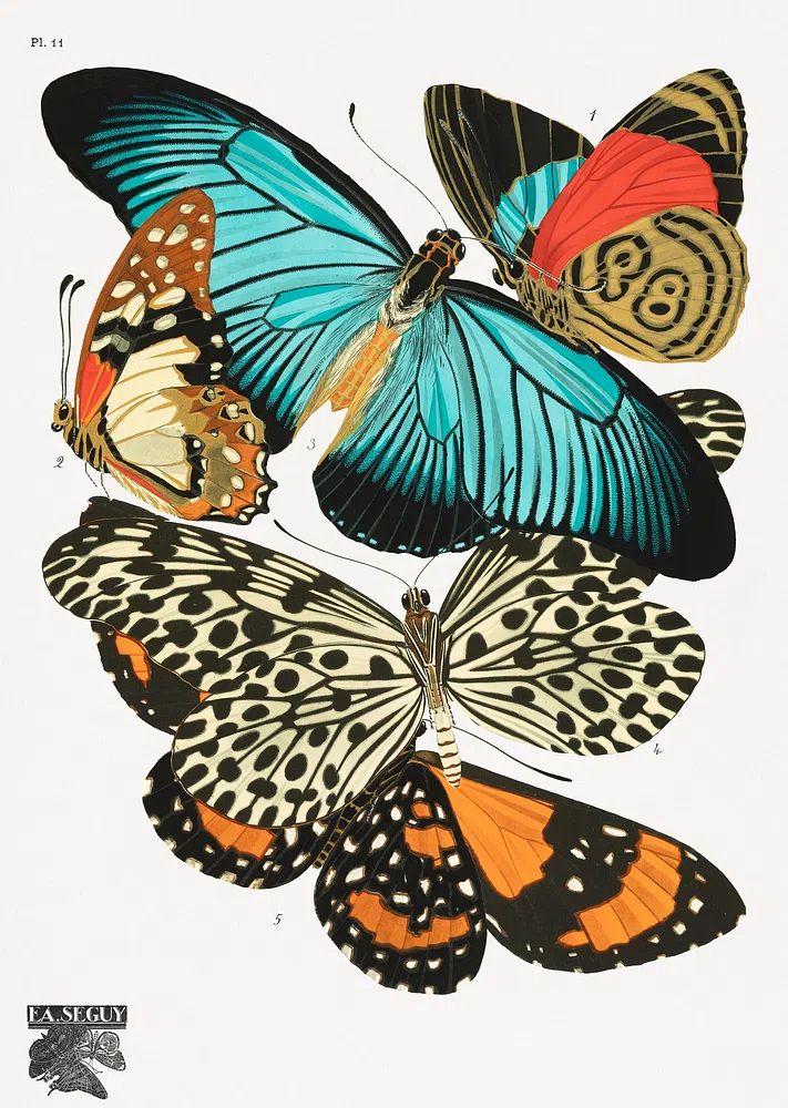 E.A. Séguy 's vintage butterflies. poster — animals art