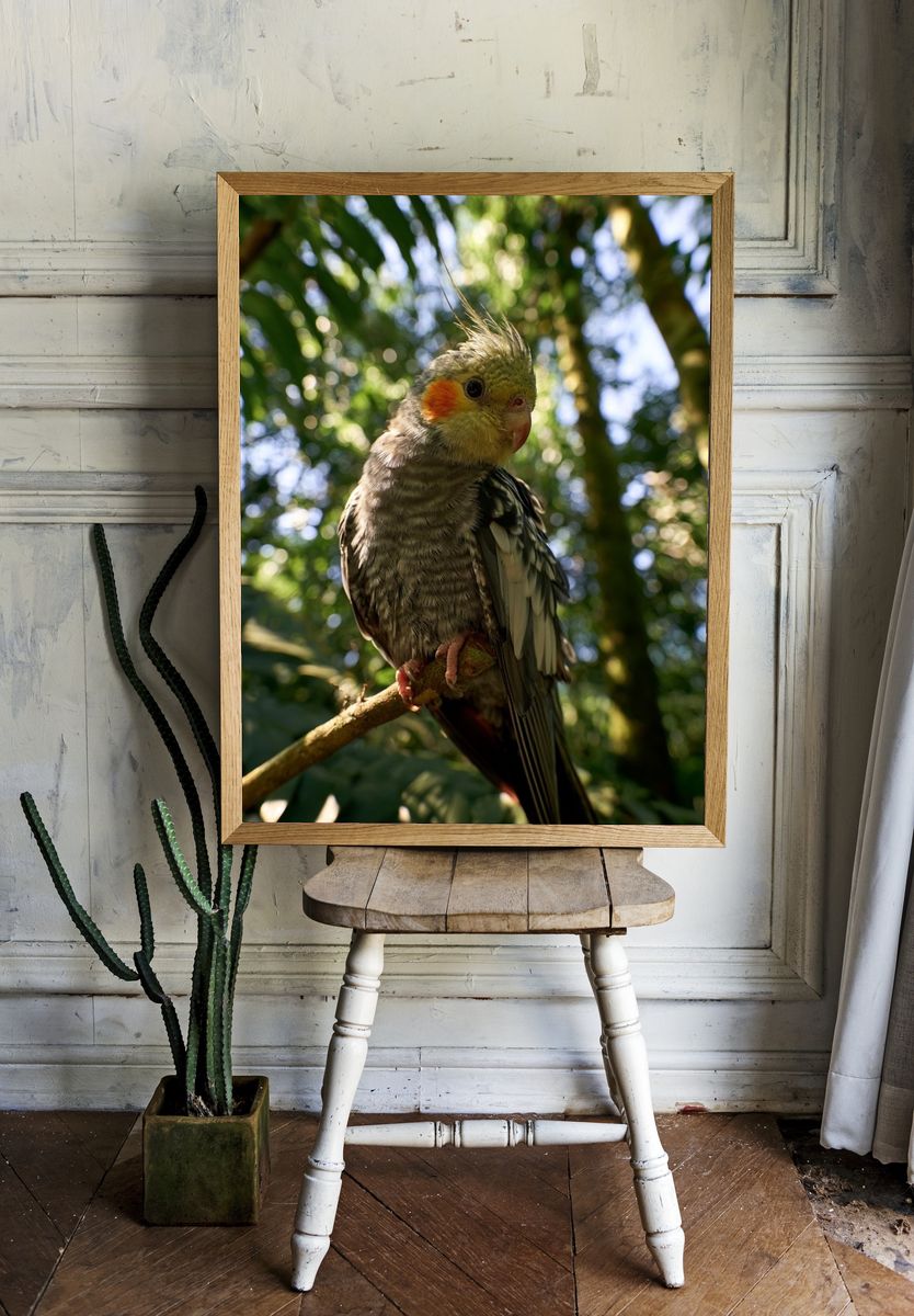 Cockatiel in Forest Light Poster. — room view 1