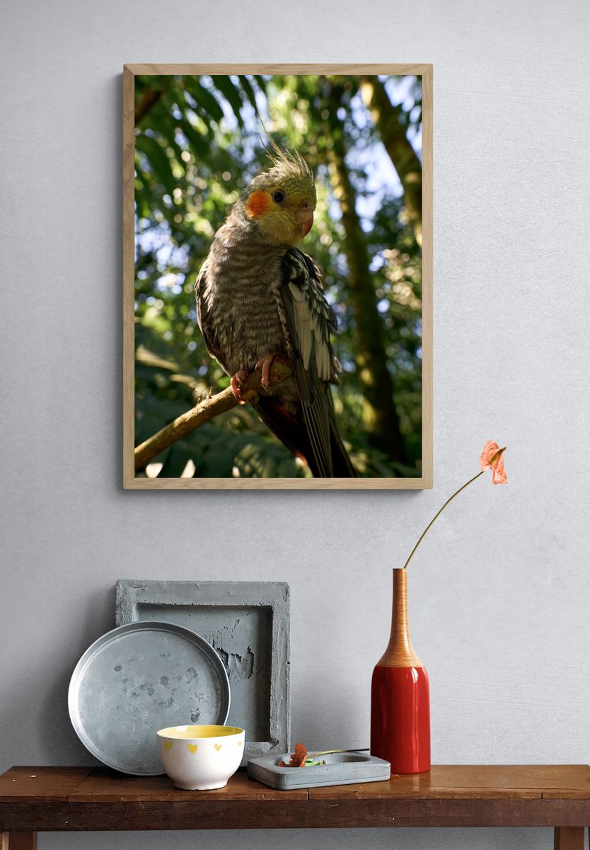Cockatiel in Forest Light Poster. — room view 3