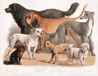 Carnivora (1874), flesh-eating animals, family-dogs. poster