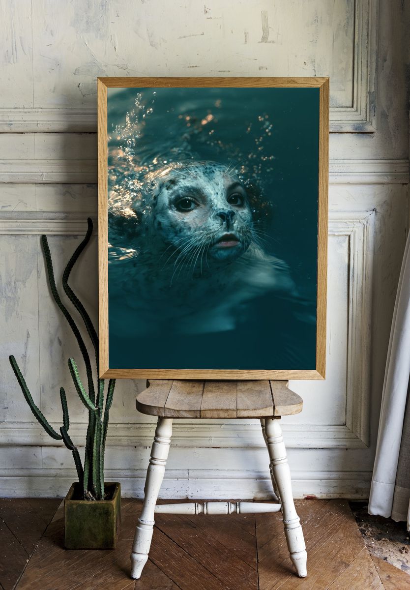 Seal Underwater Portrait Poster. — room view 1