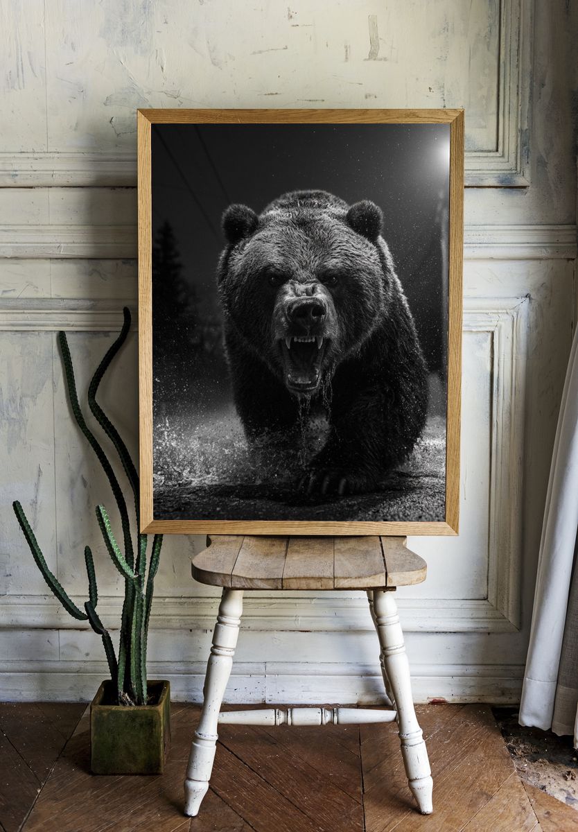 Roaring Bear Black-White Poster. — room view 1