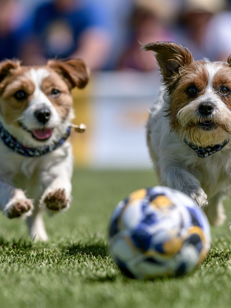 Playful Dogs Soccer Photography Poster. poster — animals art
