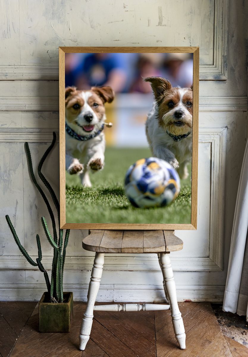 Playful Dogs Soccer Photography Poster. — room view 1