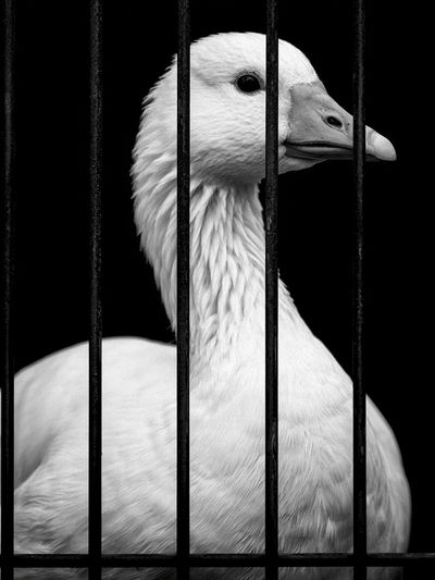 Caged Goose Black-White Poster. poster