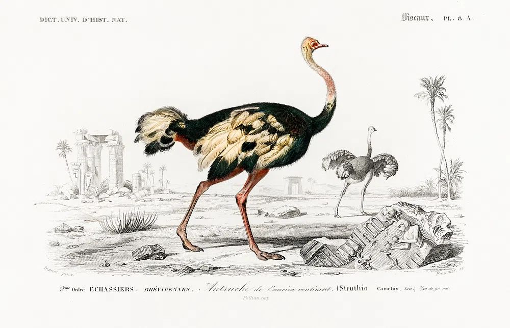 Struthio (Autruche de lancien continent). poster detail