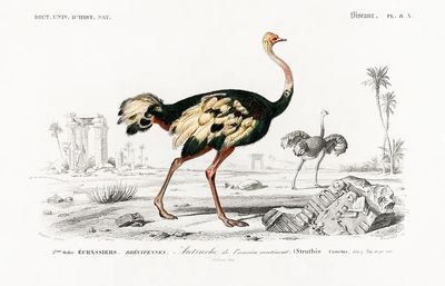 Struthio (Autruche de lancien continent). poster