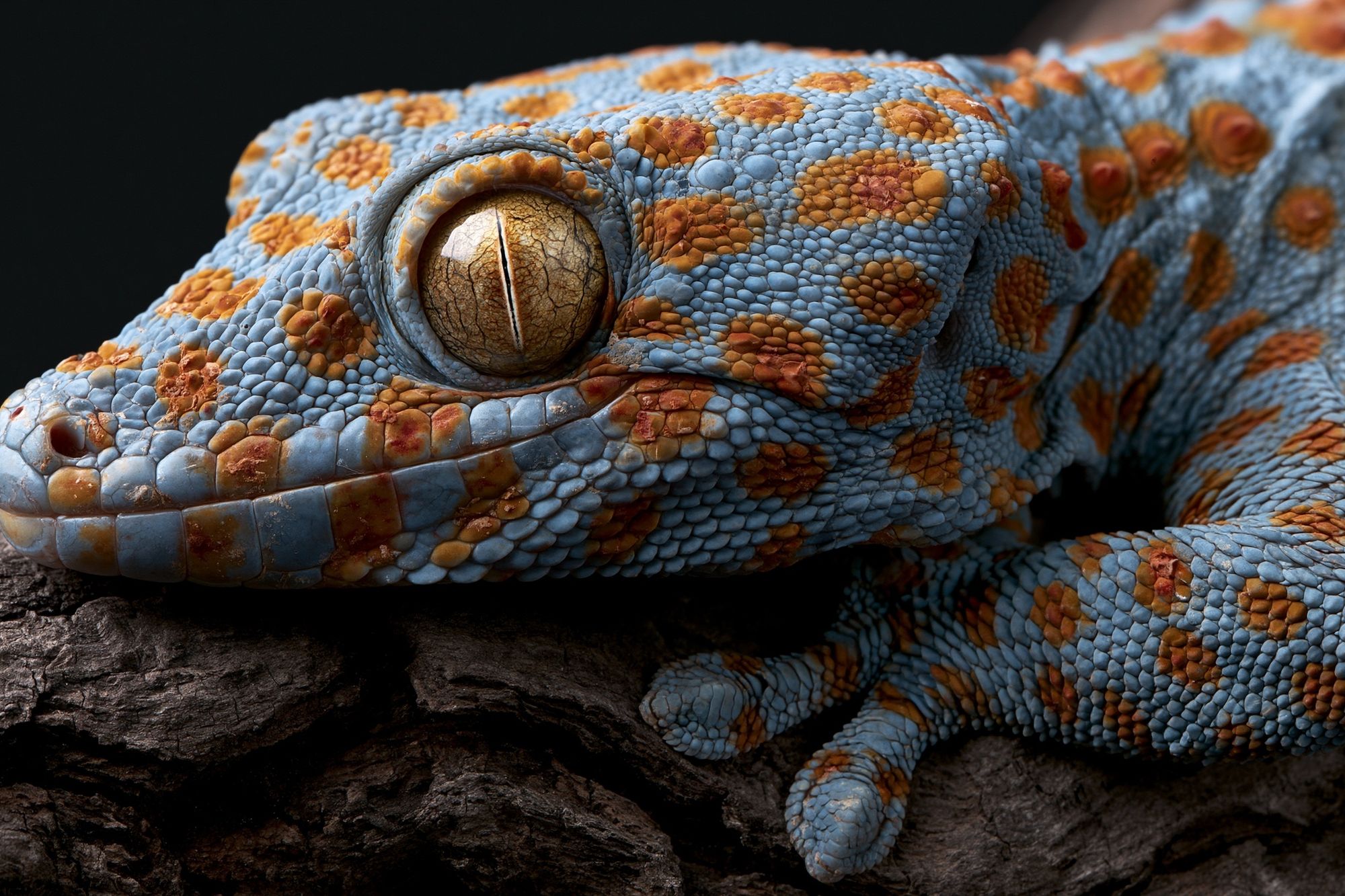 Blue Gecko Close-Up Photography Poster. poster detail