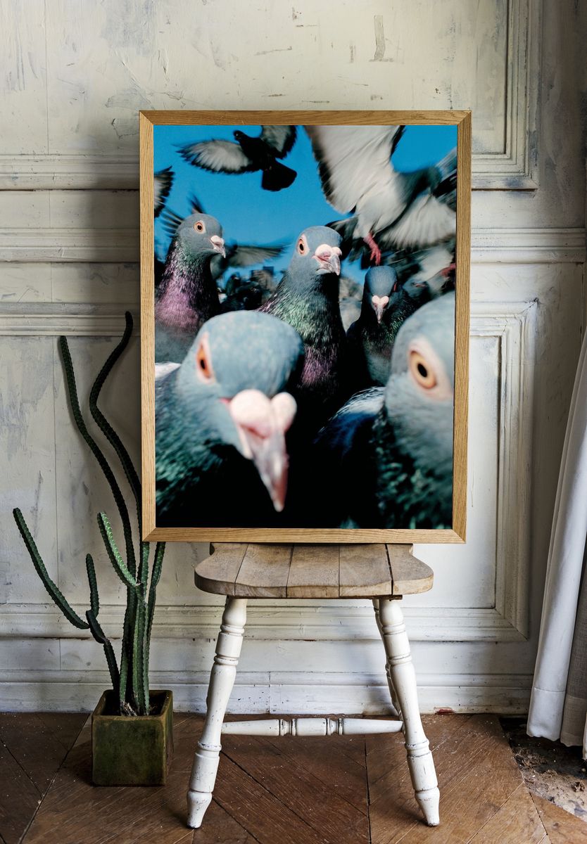 Pigeon Flock Photography Poster. — room view 1