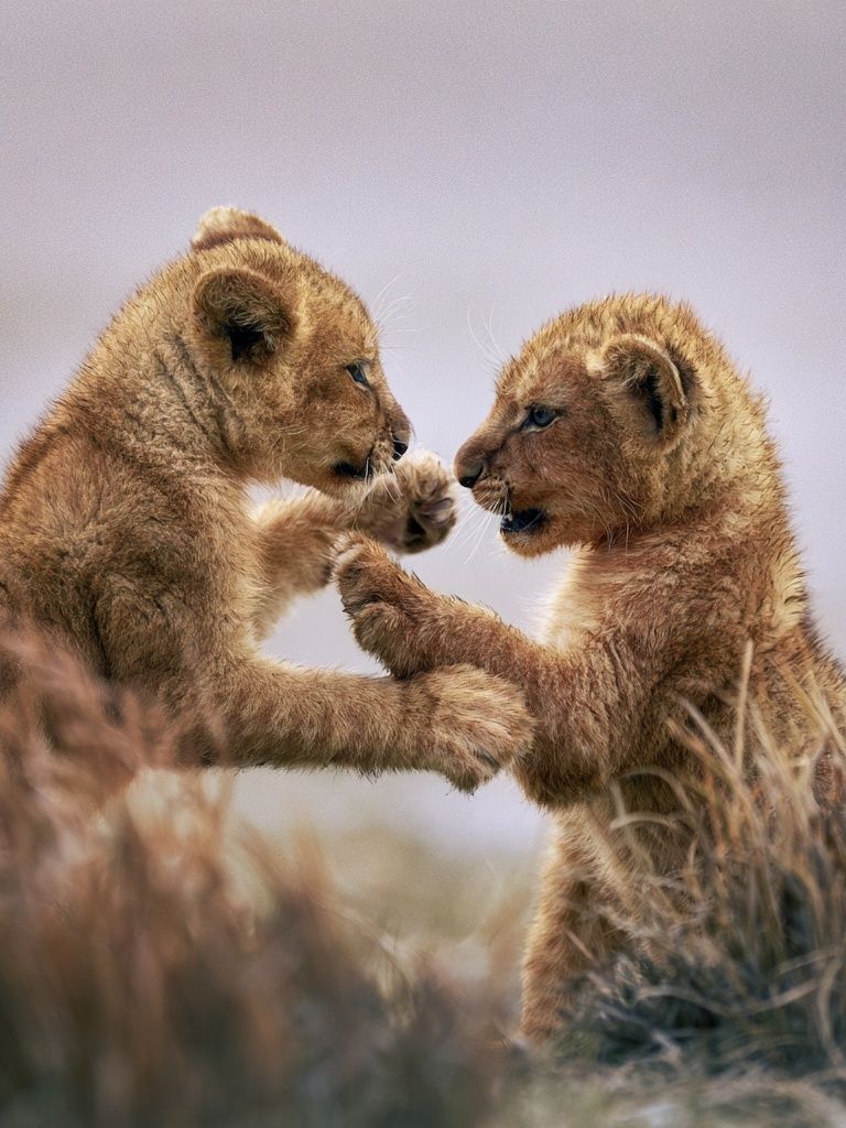 Lion Cubs Playful Wildlife Poster. poster — animals art